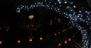 Las Noches De Las Luminarias at the Desert Botanical Garden in Phoenix AZ.